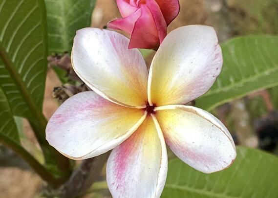 Blomst