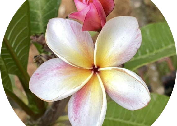 Blomst