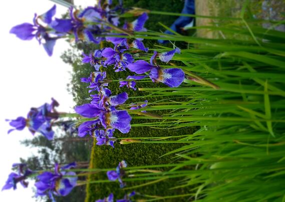 sommerblomster