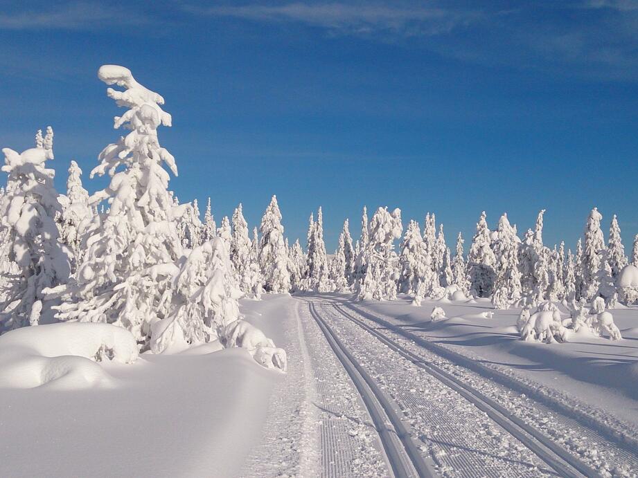 Vinterlandskap med skiløyper