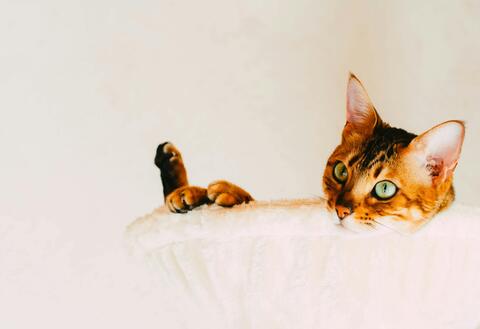 katt