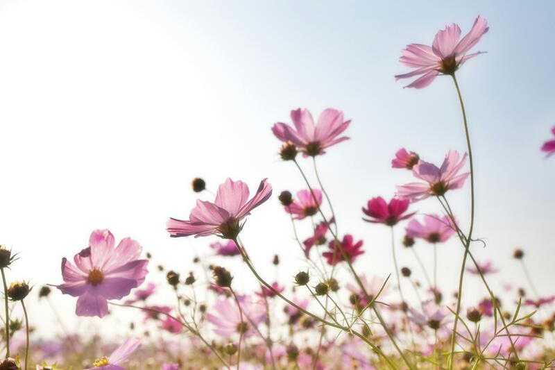 blomst