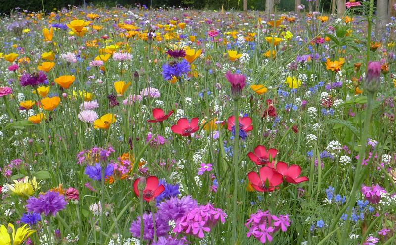 Sommerblomster 2