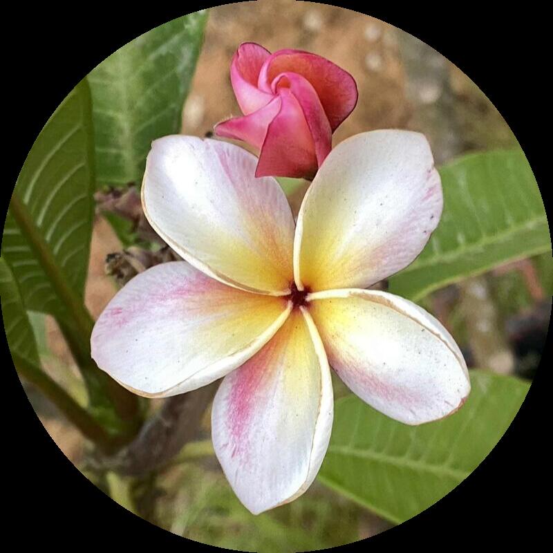 Blomst