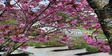 Rosendal