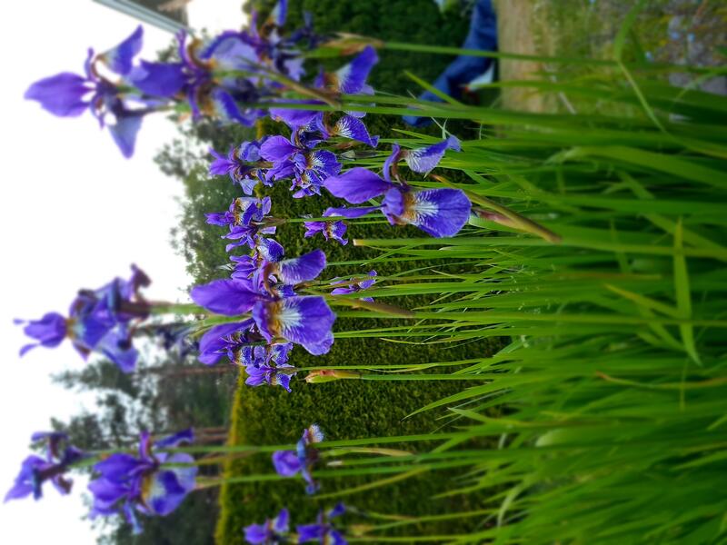 sommerblomster