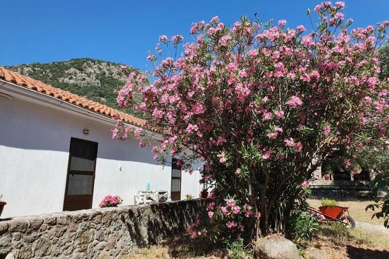 Et tre med rosa blomster står foran en hvit murbygning.